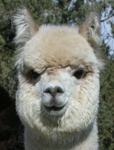Malachi